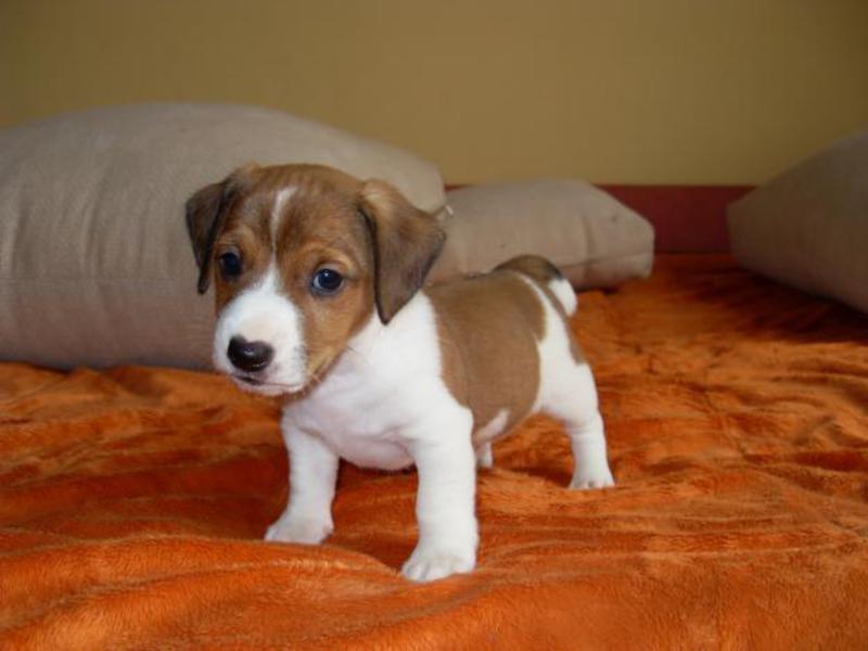 תיאור גזע הגורים הוראות טיפוח של ג'ק ראסל טרייר