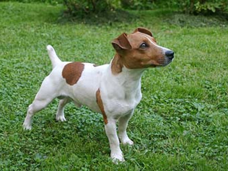 גזע הכלבים ג'ק ראסר טרייר מאפיינים כלליים של ג'ק ראסל
