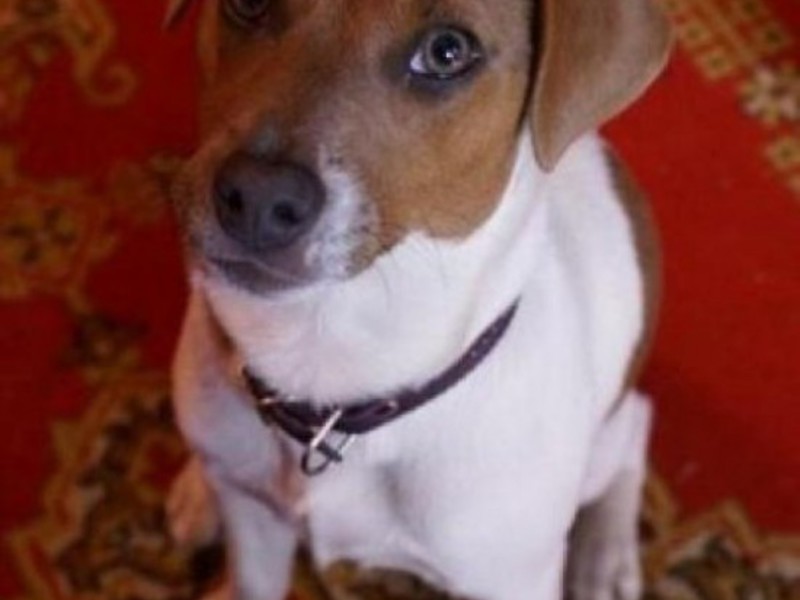 ג'ק ראסל טרייר איך לטפל כראוי בטרייר