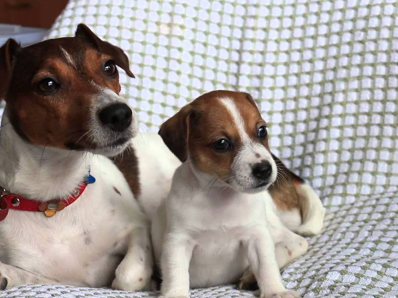 אופי גזע הטרייר טיפול ותחזוקה של טרייר