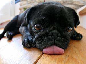 מהי הטמפרטורה הרגילה לכלבים קטנים בחום הקיץ?