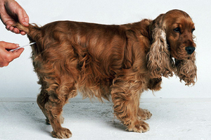 מהי טמפרטורה תקינה לכלב?