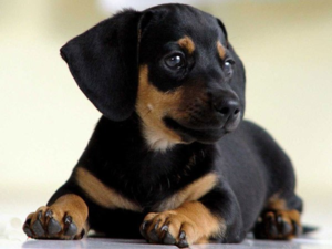 כאשר הטמפרטורה חורגת מהנורמה