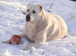אלבאי בטיול בחורף