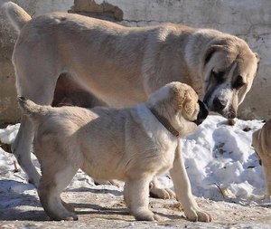 איך נראה כלב רועים מרכז אסייתי? - גורים וכלבים בוגרים
