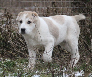 גור אלבאי - התפתחות נכונה של הכלב