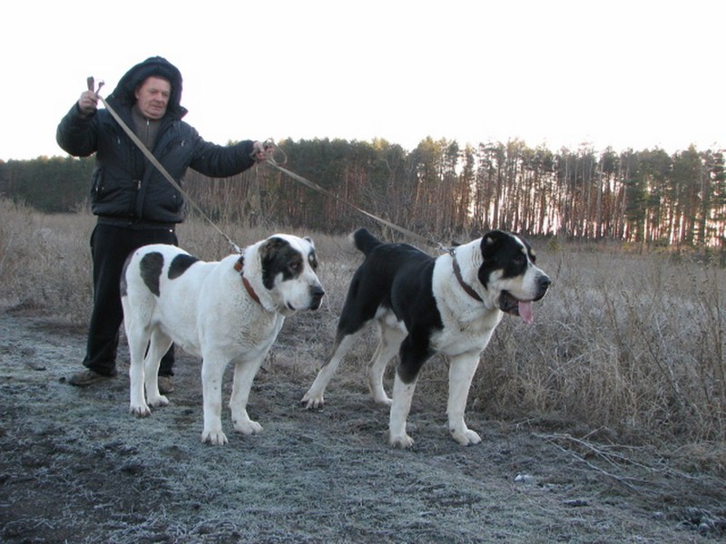 דחפור ילדים - כלבים גדולים בטיול