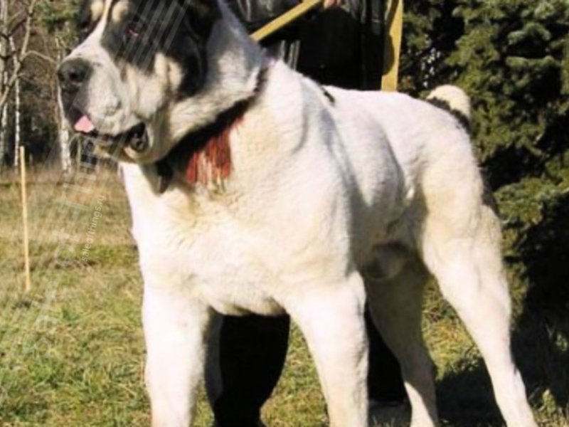 הגור הוא נכדו של בולדוזר, גם הוא חיה גדולה.