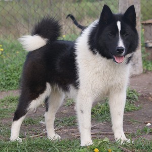 לייקה סיבירית מזרחית - סטנדרטים של גזע ואופי.