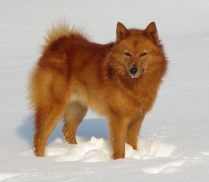 לאיקה קארלו-פינית - דוגמה בולטת לגזע