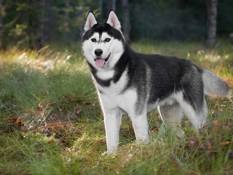 האסקי סיבירי - איך הם נראים?
