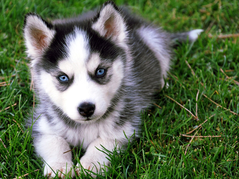 גור האסקי הוא חיה מצחיקה.