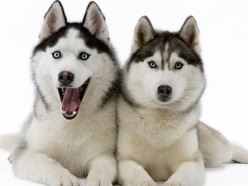 להאסקי יש אופי ידידותי מאוד.