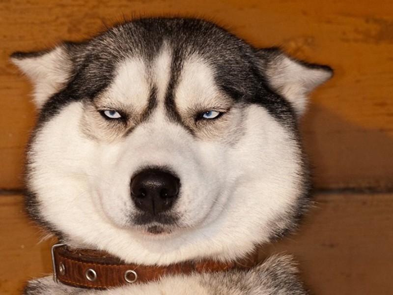 מאפייני גזע ההאסקי ואופיו