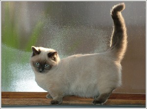 מונצ'קין הוא צבע מעניין מאוד של החיה. חתול מאנצ'קין הוא שובב, חיבה וחברותי.