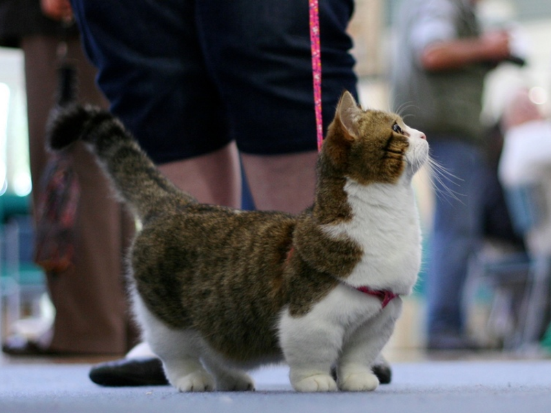 חתול מונצ'קין בטיול - תמונה מצחיקה. חתול מאנצ'קין יכול לטייל עם בעליו.