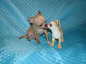 כלבים קטנים