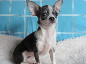 צ'יוואווה: בחירת גור, מחיר ותמונות