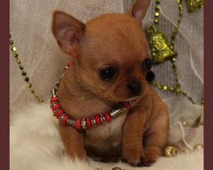 מחיר גורי צ'יוואווה צ'יוואווה מיני אליט