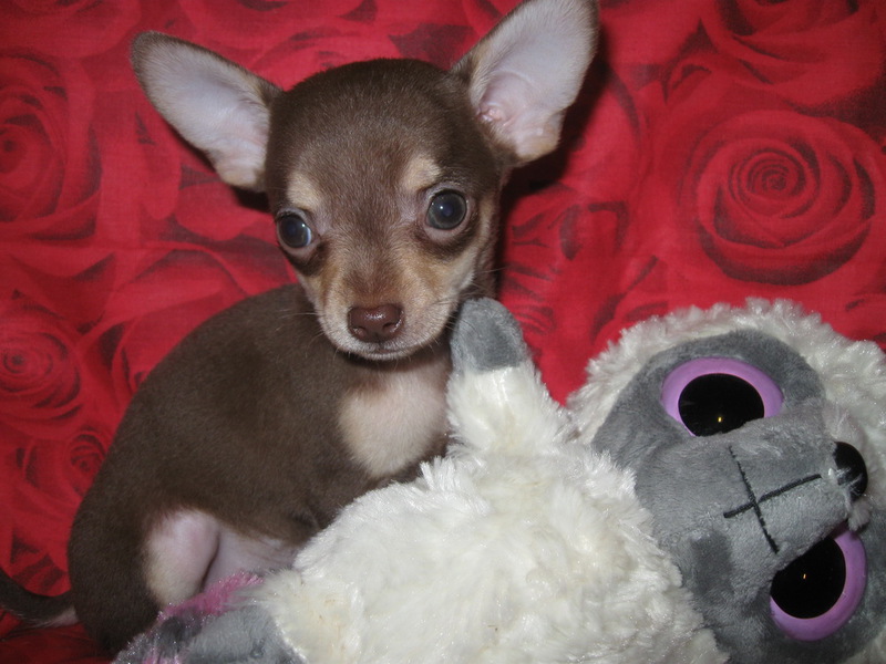 איך לבחור גור צ'יוואווה בחירת גור צ'יוואווה