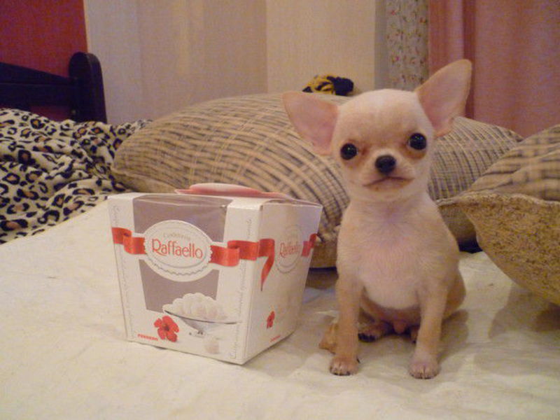 גזע כלבים גור צ'יוואווה