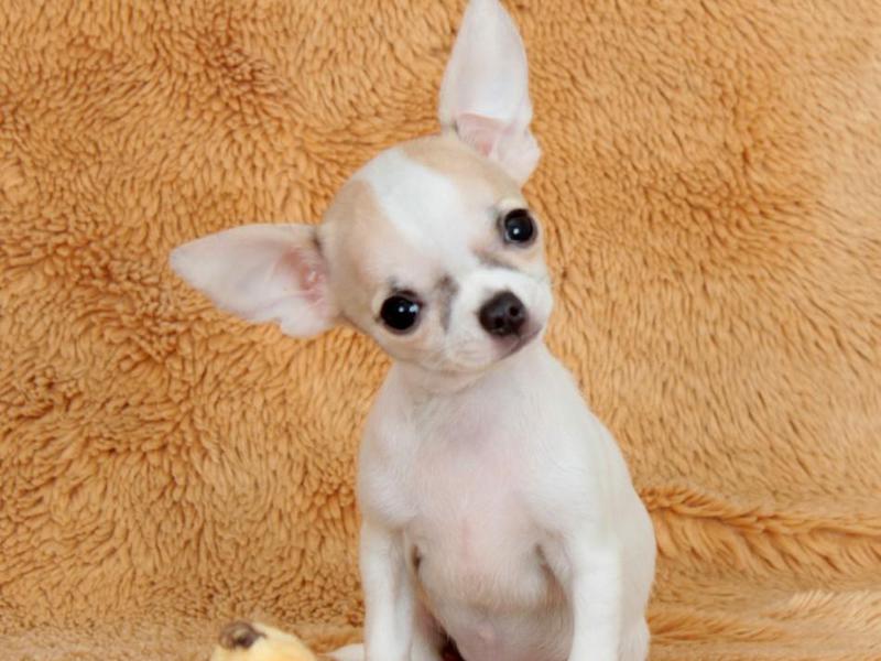 גורי צ'יוואווה מקסימים איך מתנהג כלב צ'יוואווה?