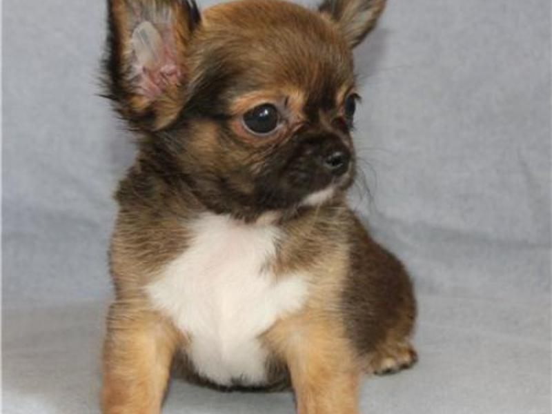 איך להאכיל צ'יוואווה גורים של הכלב הקטן ביותר