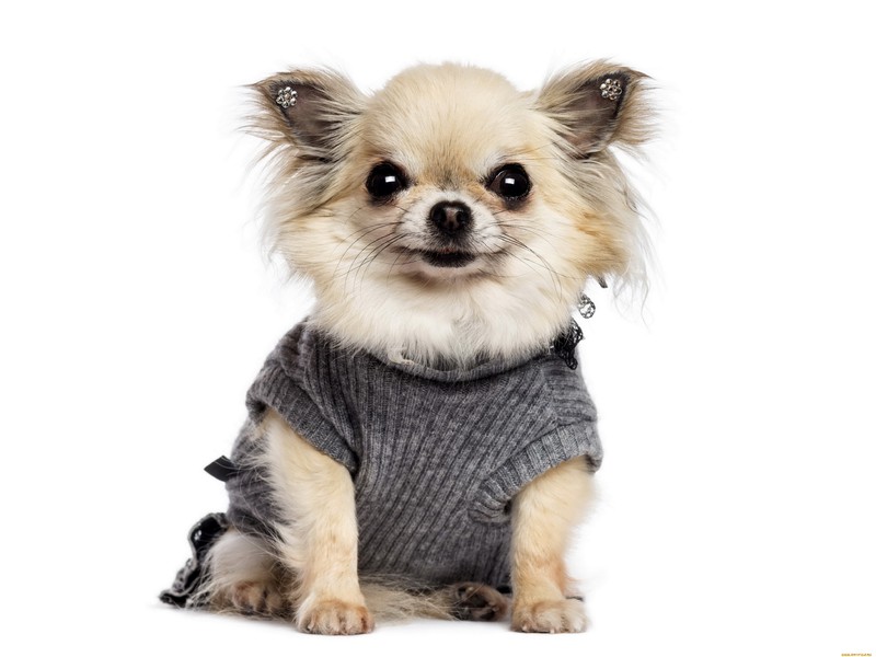 מראה צ'יוואווה צ'יוואווה מיני אליט