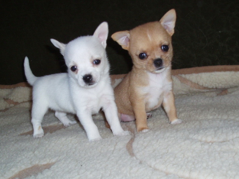 כלבי צ'יוואווה קטנים בריאות כלב צ'יוואווה