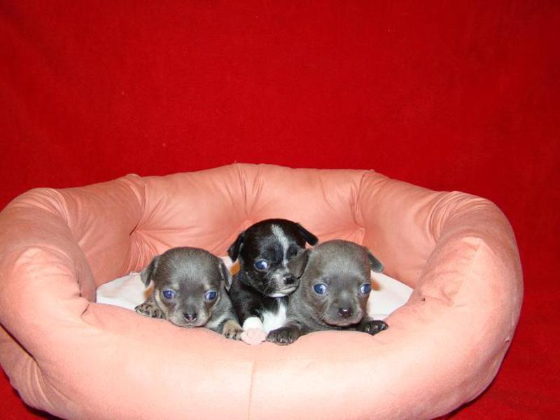 איך לבחור גור בריא בחירת גור בריא