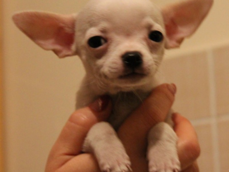 כלבים קטנים איך לטפח צ'יוואווה