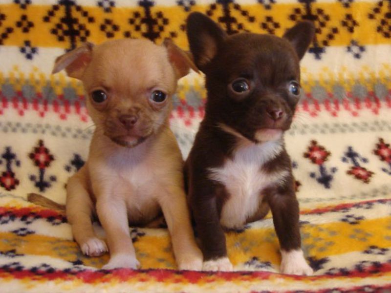 תיאור הגזע תיאור גזע הצ'יוואווה