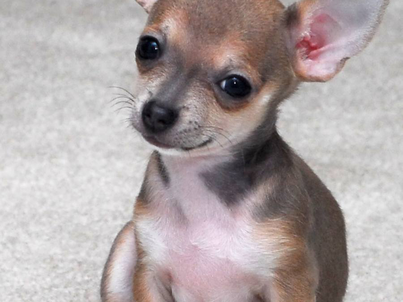 גורי צ'יוואווה מקסימים גדלי כלבים בצ'יוואווה