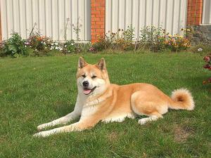 האצ'יקו הוא החבר הכי נאמן תחזוקה וטיפול באקיטה אינו