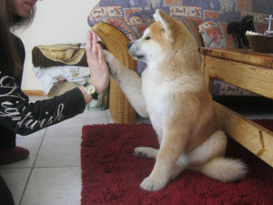 תיאור גזע הכלבים אקיטה איך לטפח כלב אקיטה