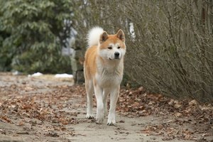 המראה של כלב האקיטה