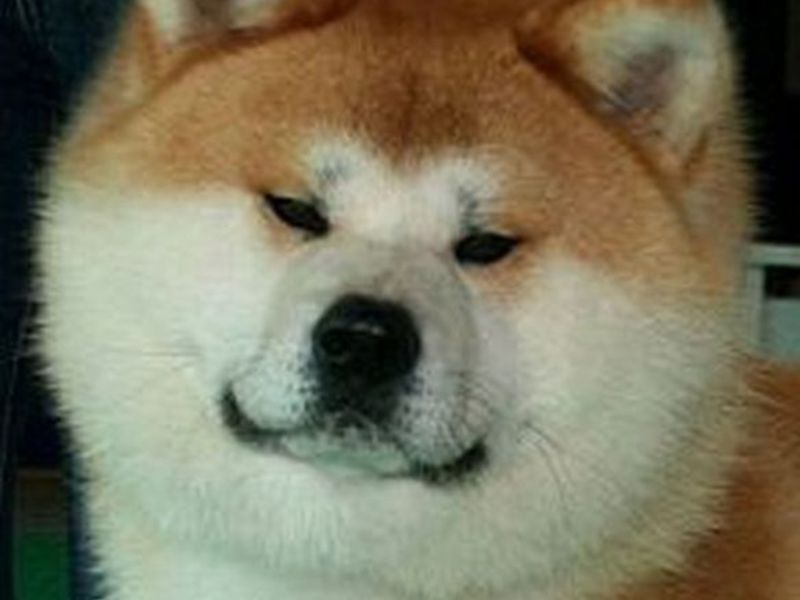 כלב אקיטה אינו יפני לבן ואדום צבע כלב אקיטה