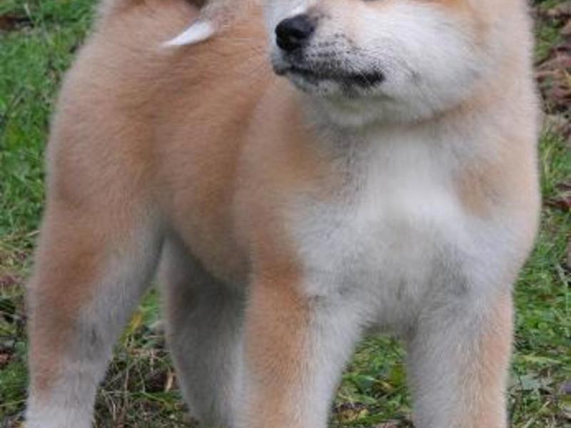 אקיטה אינו הוא גזע כלבים בשם האצ'יקו. איך לטפל בפרווה של הכלב שלך