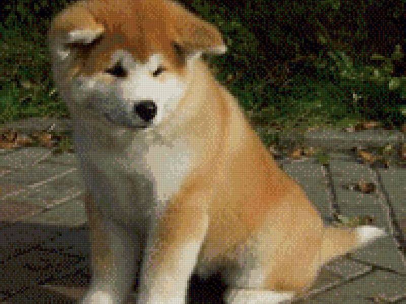 אקיטה יפנית תיאור גזע האקיטה היפני