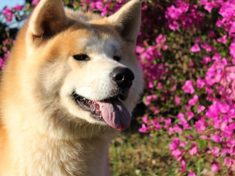 הכלב מהסרט האצ'יקו אקיטה אינו הוא גזע הכלבים הכי אדיב.