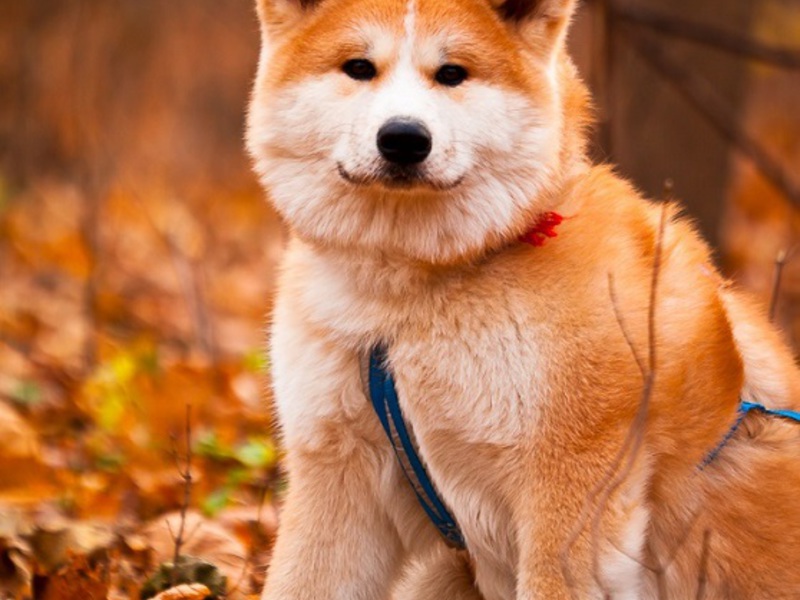 כלב אקיטה אינו יפני לבן ואדום תחזוקה וטיפול באקיטה אינו