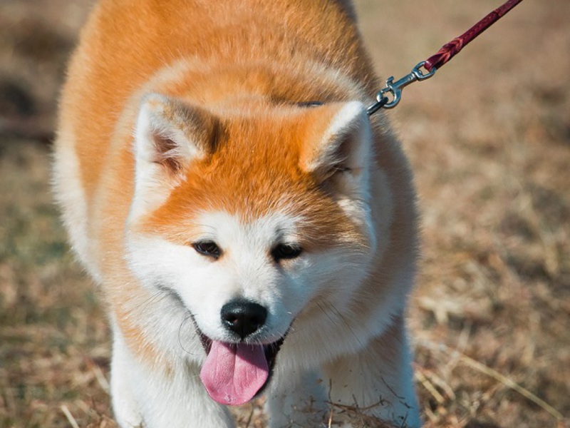 איך לטפל באקיטה יפני תיאור ומאפיינים של גזע האקיטה היפני