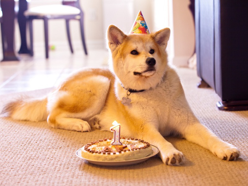 טיפול באקיטה יפני מזג הכלב אקיטה אנו