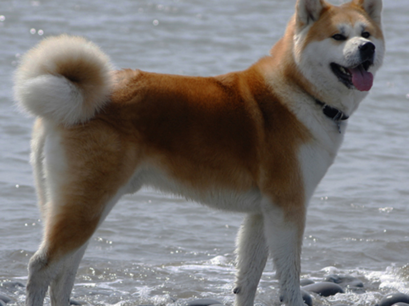 תיאור גזע הכלבים החבר הכי נאמן של אקיטה