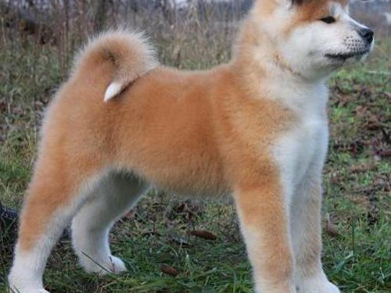 מהי האישיות של כלב אקיטה? אקיטה אינו הוא גזע הכלבים הכי אדיב.