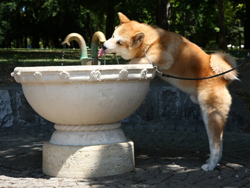 התנהגות כלב אקיטה תחזוקה וטיפול באקיטה אינו