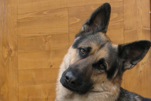 מאפייני הרועה הגרמני, הגזע הפופולרי והאהוב ביותר