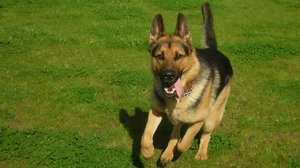 גזעי כלבי רועים תיאור גזע הרועה הגרמני