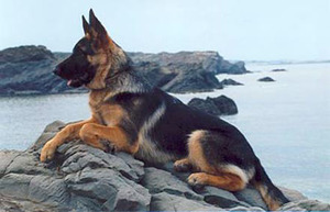 אופיו של כלב רועים מזגו של הרועה הגרמני