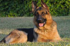 איך לאלף כלב רועים בצורה נכונה